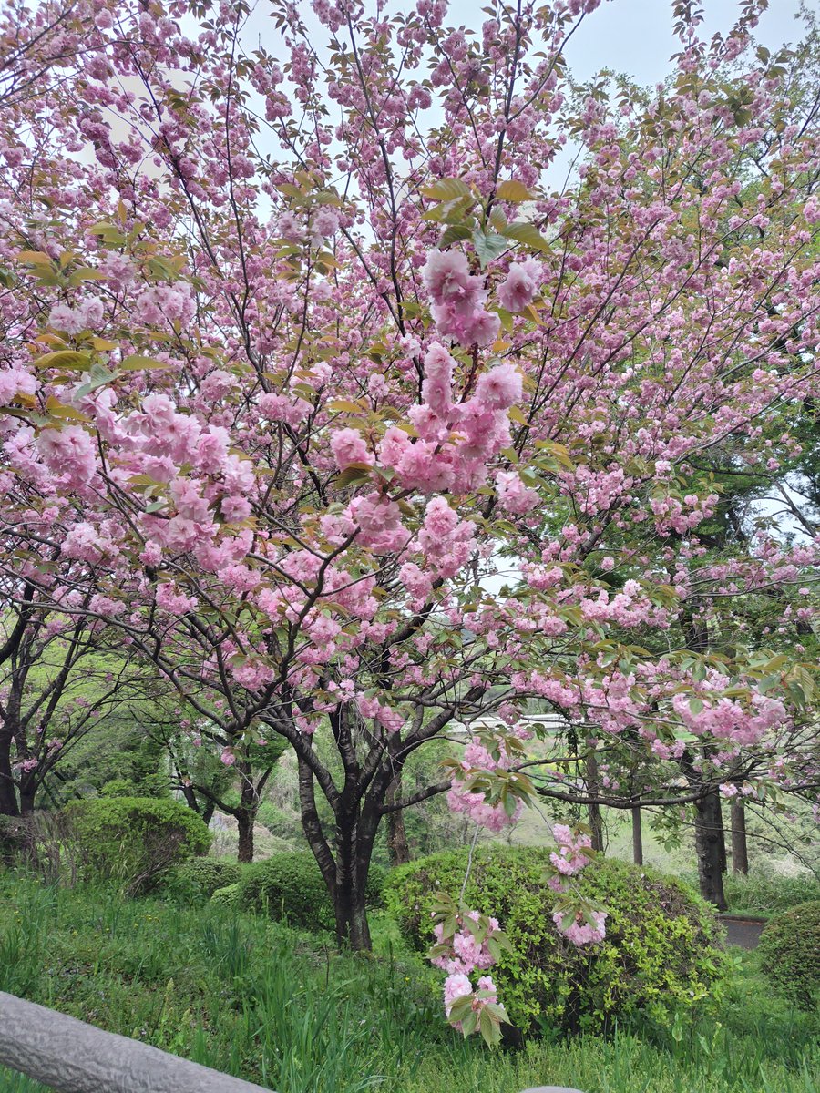 yipo121's tweet image. 千本桜のところから、ちょっと寄り道休憩。

ここも、綺麗な花がいっぱい。
ゆずちゃん、相変わらず見てくれません。

ぐりーんふらわー牧場・大胡