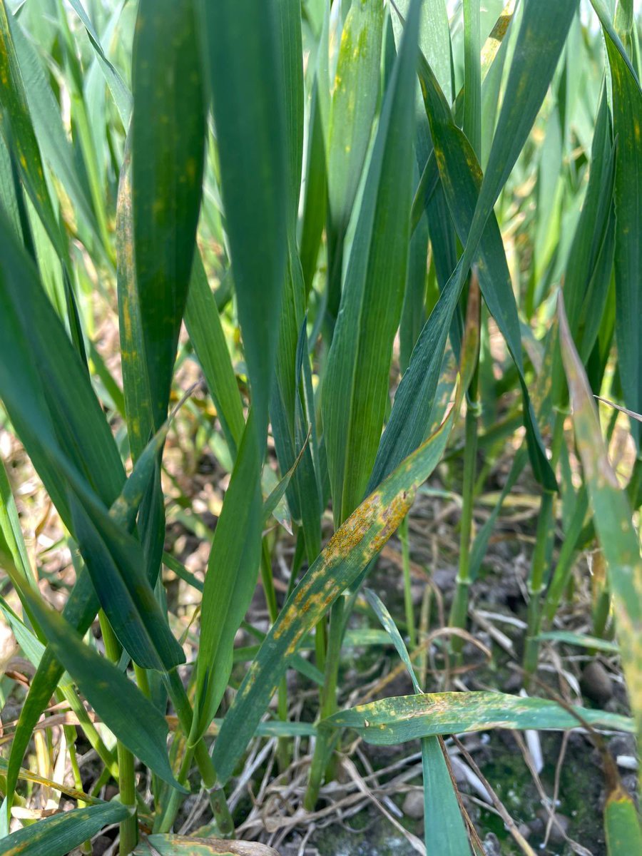 David Griffiths tweet media