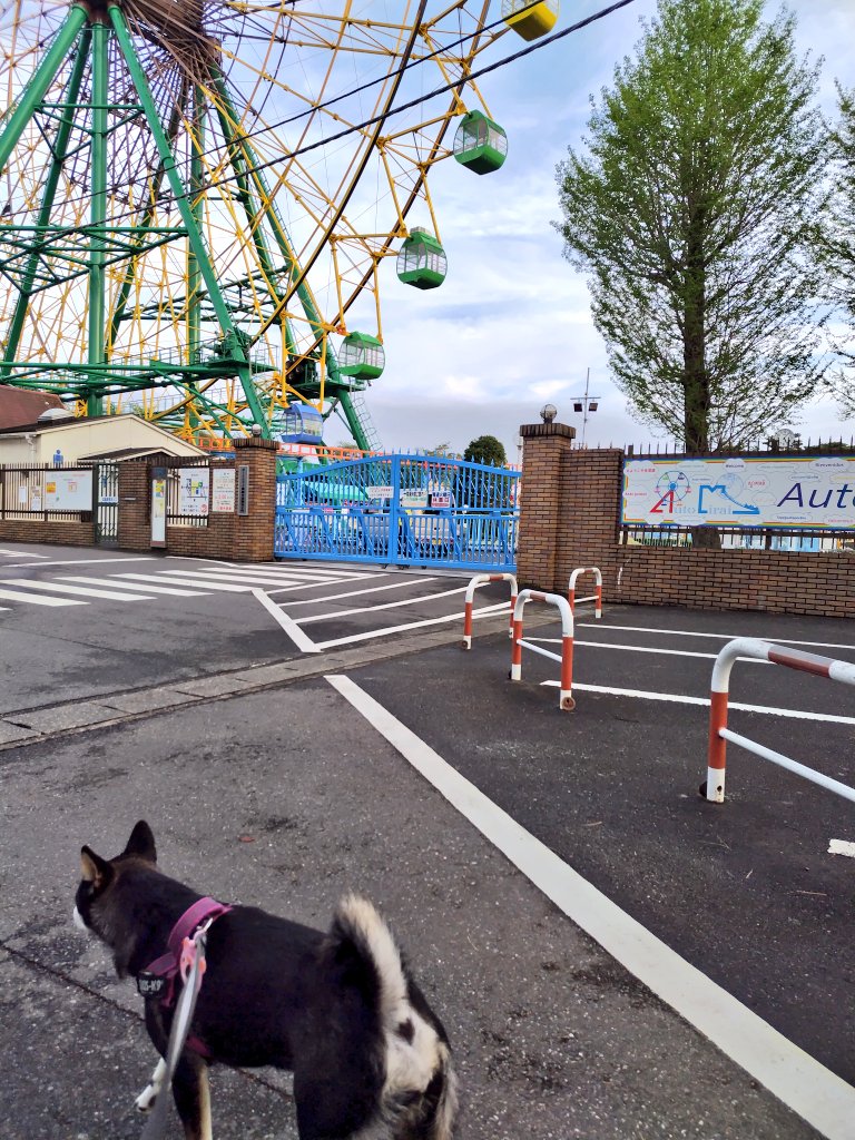 yipo121's tweet image. 風車のところから、最後の寄り道。
つつじが綺麗に咲き始めてた。

華蔵寺公園