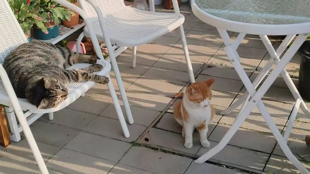 Chinese people abuse animals tweet media