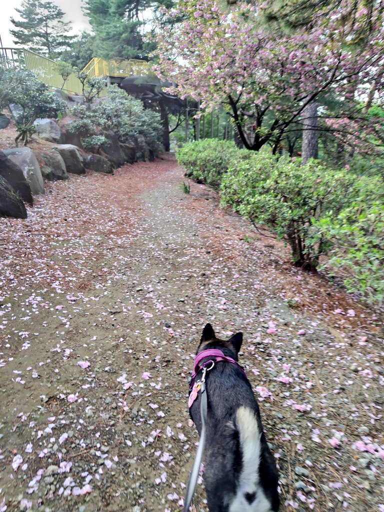 yipo121's tweet image. 風車のところから、最後の寄り道。
つつじが綺麗に咲き始めてた。

華蔵寺公園