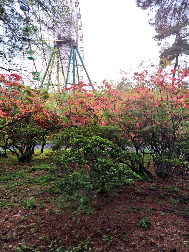 yipo121's tweet image. 風車のところから、最後の寄り道。
つつじが綺麗に咲き始めてた。

華蔵寺公園