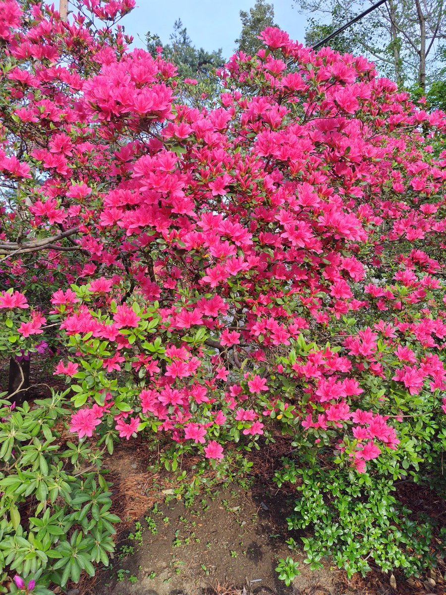 yipo121's tweet image. 風車のところから、最後の寄り道。
つつじが綺麗に咲き始めてた。

華蔵寺公園