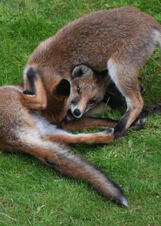 Art of the Day: "Play fighting foxes". Buy at: ArtPal.com/paul9?i=253592…