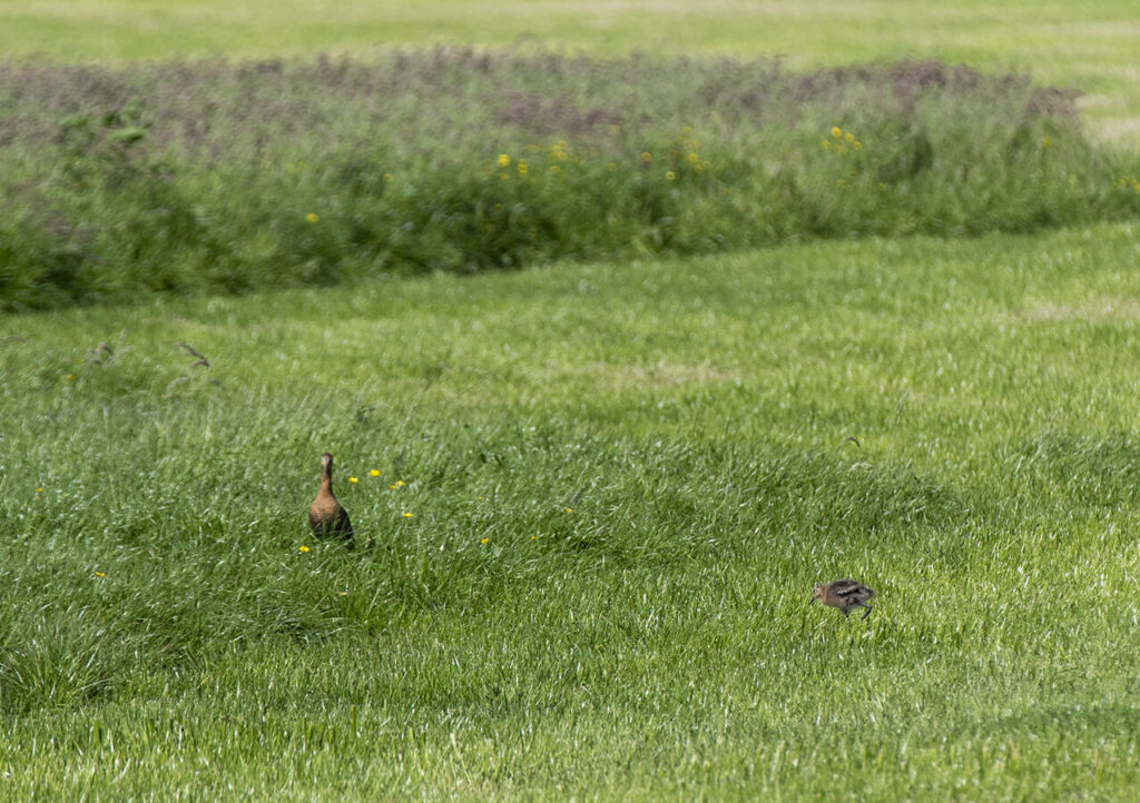 Oproep: Geef nú duidelijkheid over het budget voor agrarisch natuurbeheer! 🕒 De tijd dringt om in 2026 het ANLb uit te kunnen breiden. Beslissing is nodig over de 500 miljoen. Lees onze brief aan de commissie: boerennatuur.nl/actueel/oproep… #Natuurbeheer #ANLb