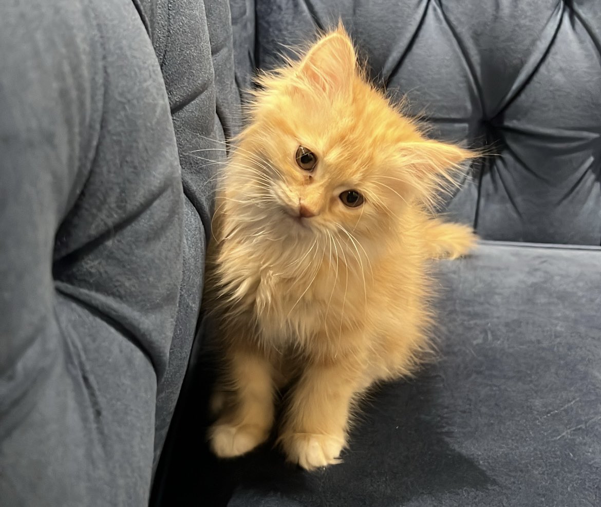 العنود ♐️ tweet media