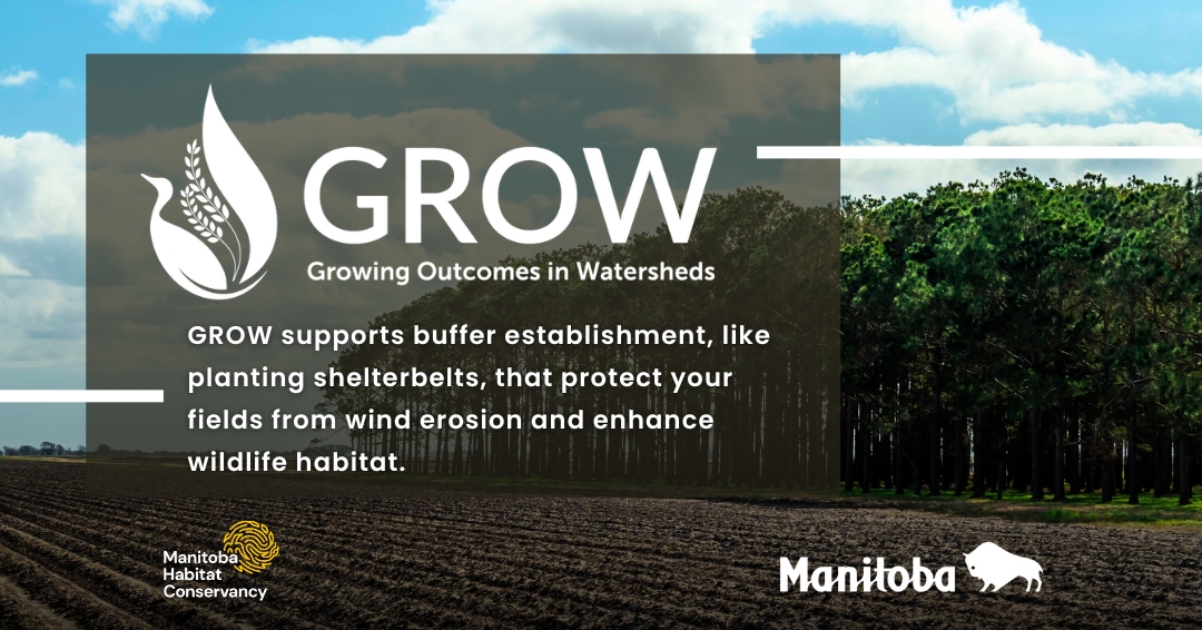 Buffer establishment, like planting shelterbelts, can protect your fields from wind erosion and enhance wildlife habitat. 

Explore GROW options today! manitobawatersheds.org/grow/#grow

#GROW #GROWFundingMB #mbwatersheds