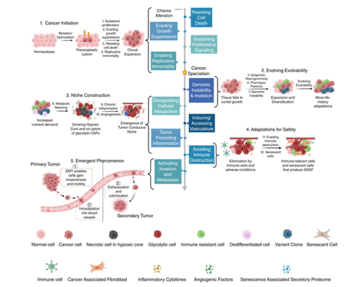 Cancer Discovery (@cd_aacr) on Twitter photo Review: The Hallmarks of Cancer as Eco-Evolutionary Processes brnw.ch/21wSaye
By <a href="/RanjiniBhattac2/">Ranjini Bhattacharya</a>, Stanislav S. Avdieiev, <a href="/evo_eco_onco/">Anuraag Bukkuri</a>, Christopher J. Whelan, Robert A. <a href="/GatenbyLab/">The Gatenby Lab</a>, <a href="/KYTsaiLab/">Kenneth Y. Tsai</a>, and Joel S. Brown. <a href="/MoffittResearch/">Moffitt Research</a> <a href="/UPMCHillmanCC/">UPMC Hillman Cancer Center</a> @thisisuic Review: The Hallmarks of Cancer as Eco-Evolutionary Processes brnw.ch/21wSaye
By <a href="/RanjiniBhattac2/">Ranjini Bhattacharya</a>, Stanislav S. Avdieiev, <a href="/evo_eco_onco/">Anuraag Bukkuri</a>, Christopher J. Whelan, Robert A. <a href="/GatenbyLab/">The Gatenby Lab</a>, <a href="/KYTsaiLab/">Kenneth Y. Tsai</a>, and Joel S. Brown. <a href="/MoffittResearch/">Moffitt Research</a> <a href="/UPMCHillmanCC/">UPMC Hillman Cancer Center</a> @thisisuic
