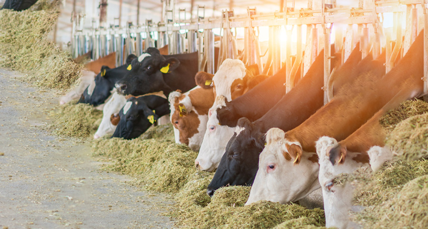 Dsiliconreview's tweet image. Dairy Data Warehouse: Sustainably Getting Every Drop of Milk From the Land using the power of data

thesiliconreview.com/.../dairy-data…...

#thesiliconreview #LatestNews #DairyTech #DataDrivenFarming #SustainableAgriculture #MilkProduction #AgriInnovation #FarmData #SmartFarming #AgTech