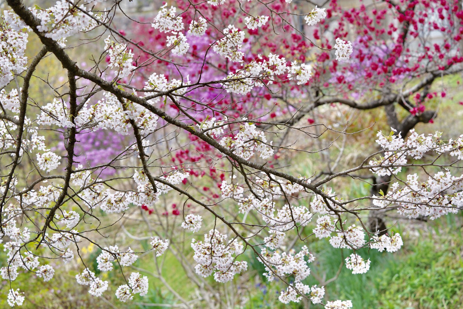 高橋 伸哉/写真作家/写真集「堕花」「impermanence」「IN THE