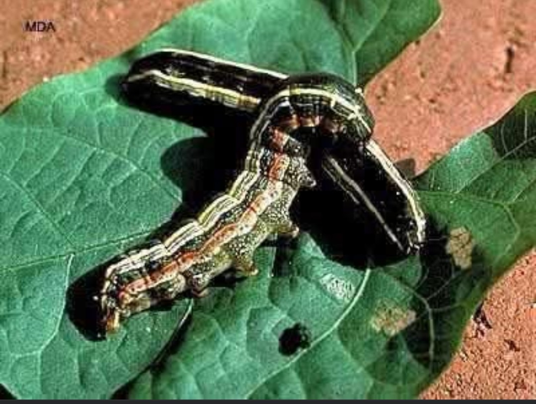 🦑الدودة القارضة🦑
 هي يرقة تختبئ في التربة طوال النهار . تنشط ليلاً تقطع السيقان  للنباتات من عند سطح الأرض .  
🦑أعراض الإصابة بالدودة القارضة
(قطع السيقان النباتات الصغيرة )   
☘️ الوقاية والعلاج☘️
١- تنظيف الأض إزالة بقايا المحاصيل القديمة .
٢-حرث التربة وتعريضها للشمس