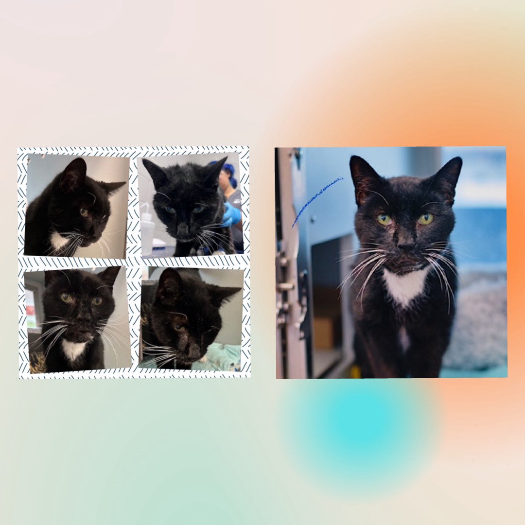 Kimberlykokourt's tweet image. Handsome #Splinter Needs A Placement By Thursday April 24, 2025 By 12PM! Hello, my name is Splinter.  #ID224217. I am a desexed male black/white #cat at the #QueensACC. 14 Years Old! Kidney/Renal Disease &amp;amp; Dental Issues! Level 1! People Oriented! #CatsOfX #NYCACC #Donate #Foster