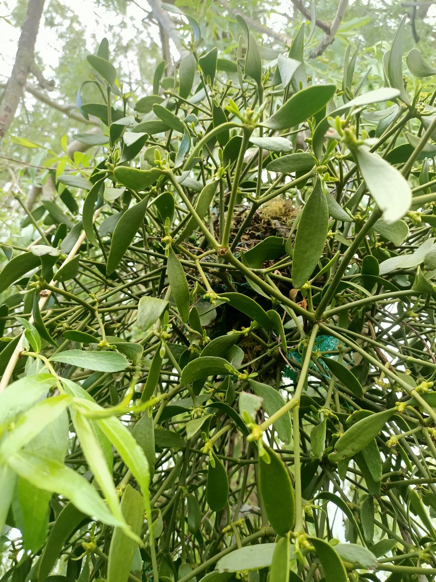 MYeldham's tweet image. Perfect place for a mistle thrush to nest, I think!