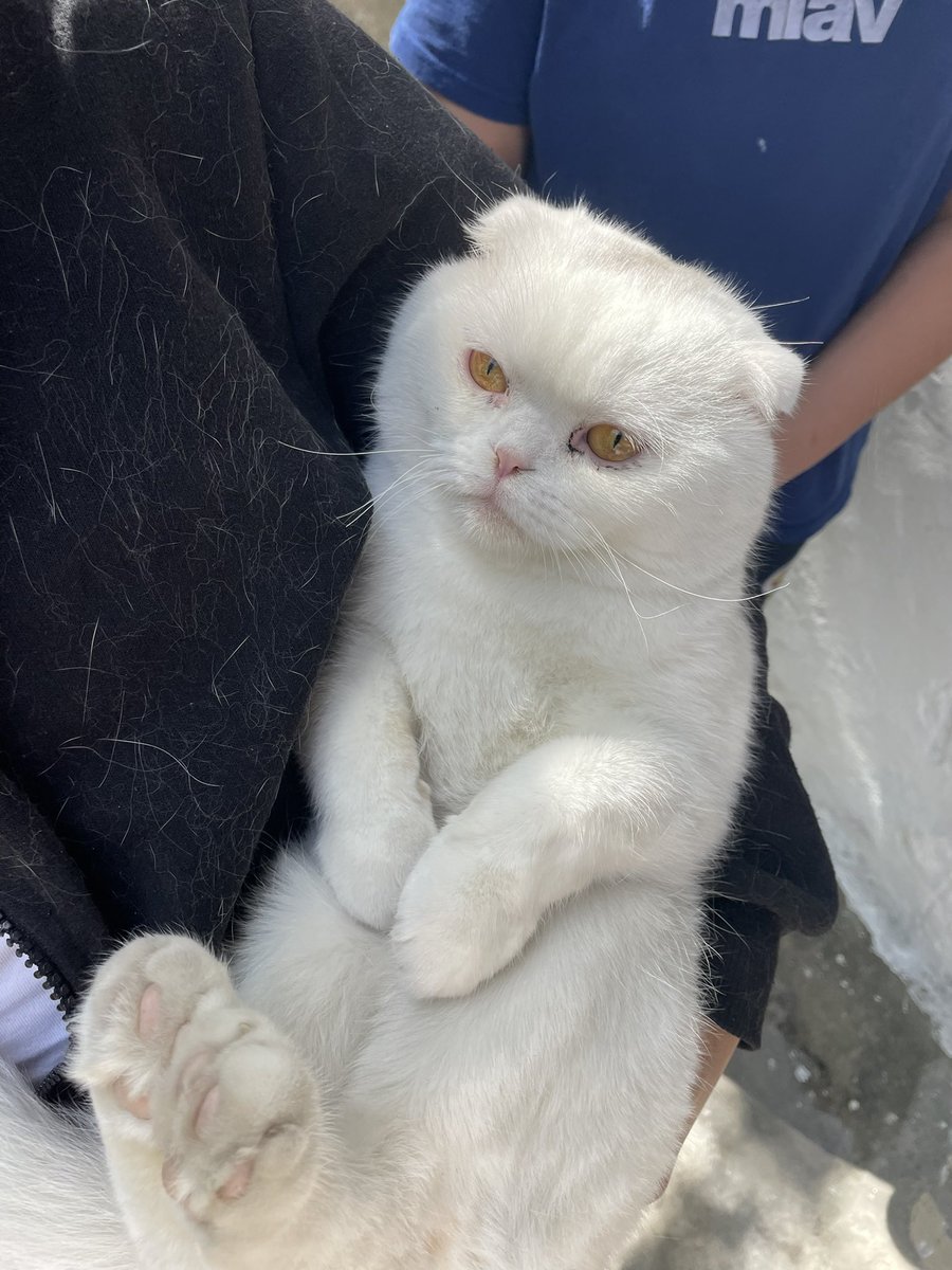 Sokağa kumu ve mamasıyla beraber atılmış kuzenim bulmuş aşırı tatlı ve uysal ancak aşırı tüy döküyor. Sahiplenecek kimse var mıdır? İstanbul akşemsettin bölgesinde bulunuyoruz