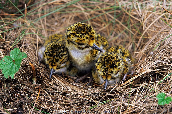 아니 이 아기새 이렇게 후리카케 주먹밥 마냥 생겨도 되는 거에요???🥹🥹🥹