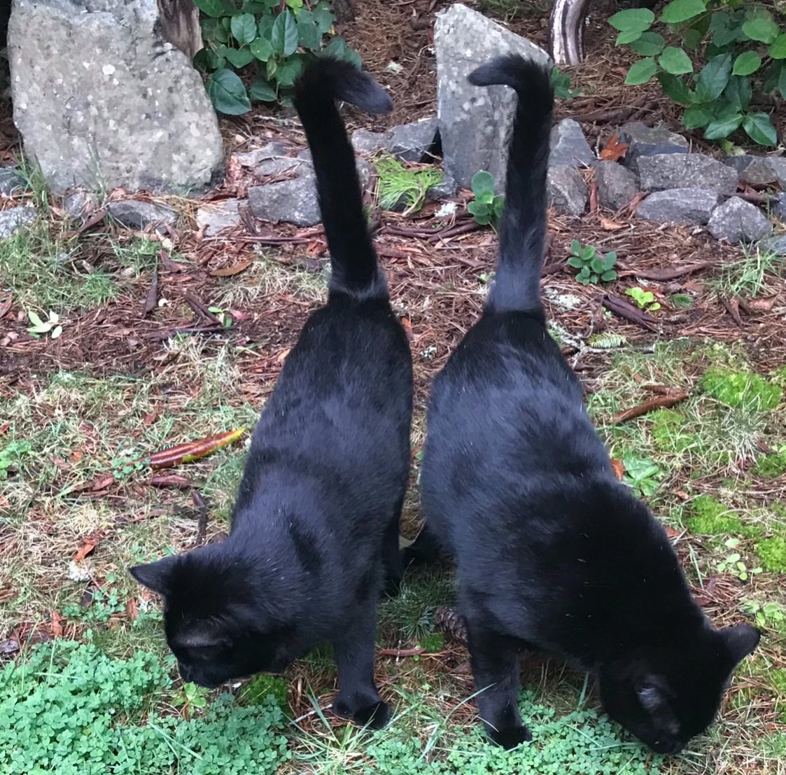 Boots and Binx: bonded bros tweet media