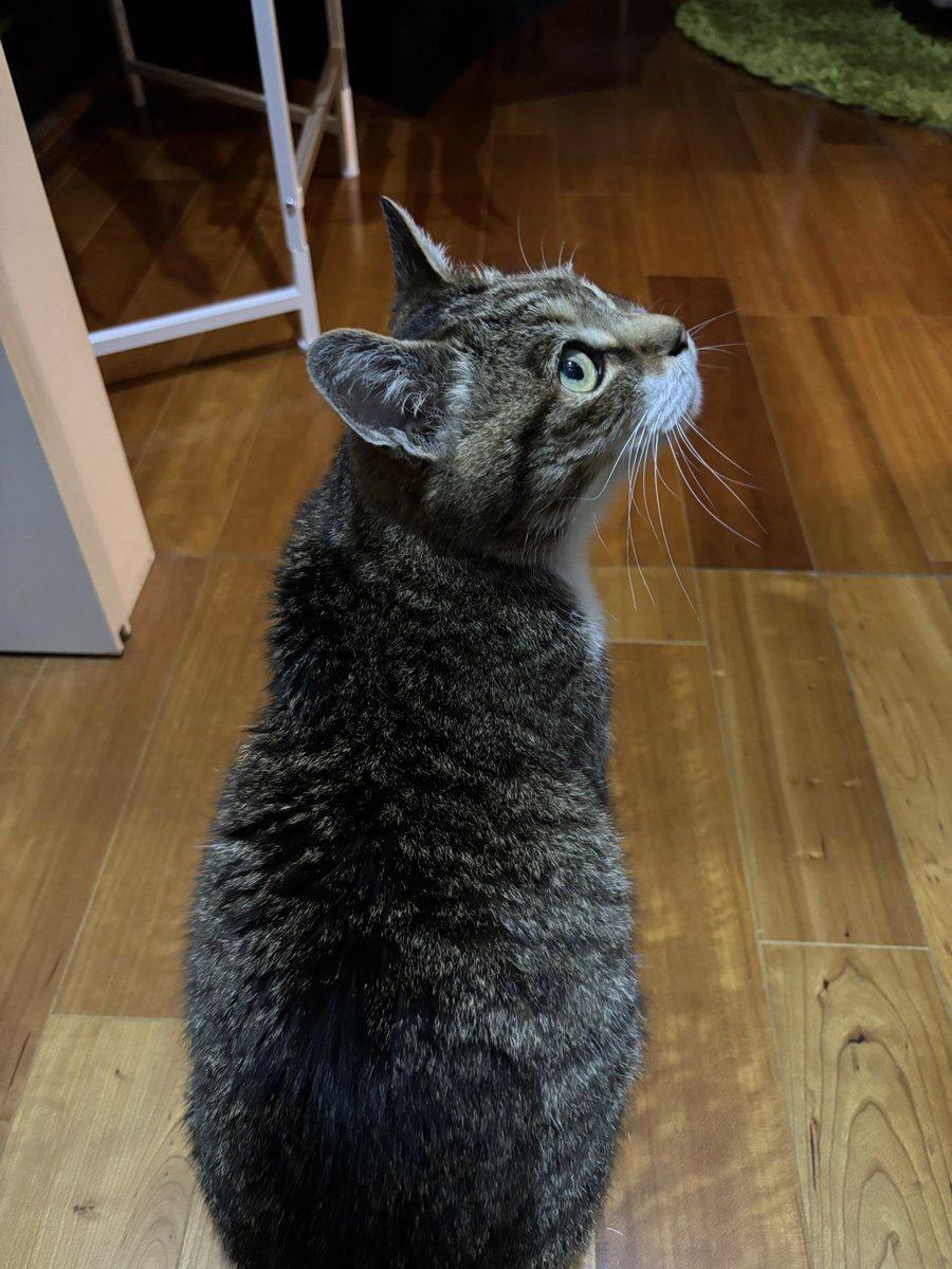 今日のまめ
＃猫のいる暮らし　＃猫のいる幸せ　＃猫　＃まめ