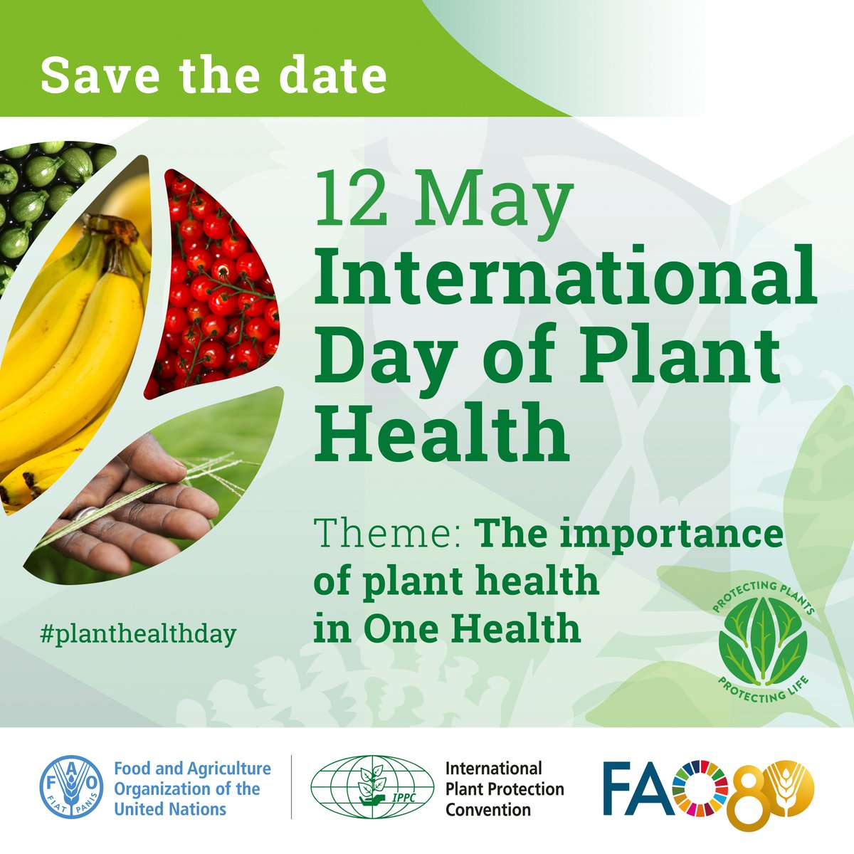 ippcnews's tweet photo. 📢The International Day of Plant Health is on 12 May!

Raise awareness with new digital designs, posters, banners &amp; merch (totes, tees, caps) now available in 6 UN languages! 🌍🌾

📥 Download here: https://t.co/AdK7DdGL9r

#PlantHealth🌱 https://t.co/HsMAyPmbfR