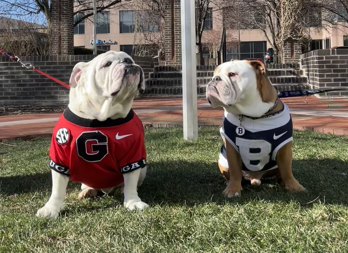 Butler Blue IV (@thebutlerblue) on Twitter photo Happy Bulldogs are Beautiful day to my fellow short and wrinkly canines!
.
Sorry I cut your head off <a href="/uindyhound/">Grady the Greyhound</a>. Happy Bulldogs are Beautiful day to my fellow short and wrinkly canines!
.
Sorry I cut your head off <a href="/uindyhound/">Grady the Greyhound</a>.
