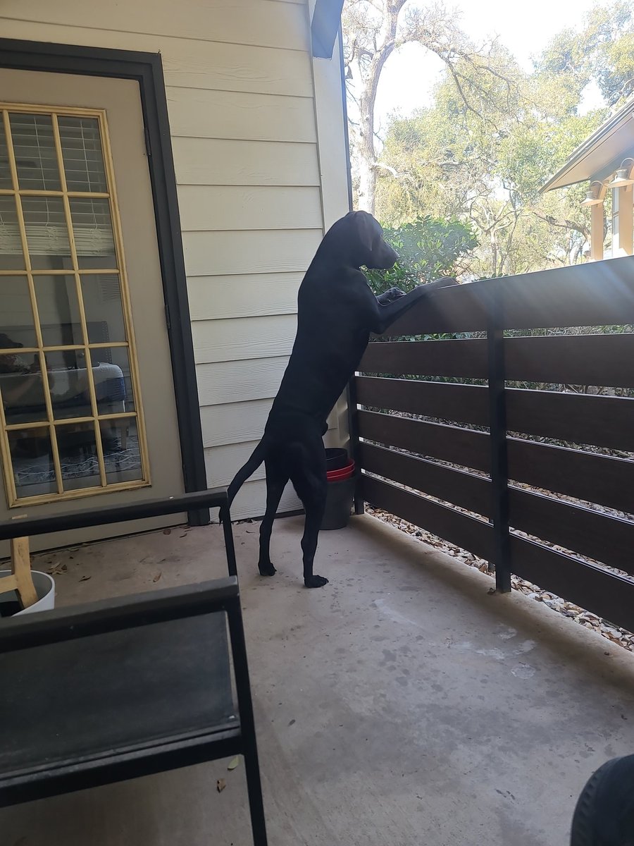 Richard76092's tweet photo. @contextdogs @pink_bracelets Also a friend of the doggies! This is Axel, my "son" 😋 https://t.co/Iz7I0zWPLg