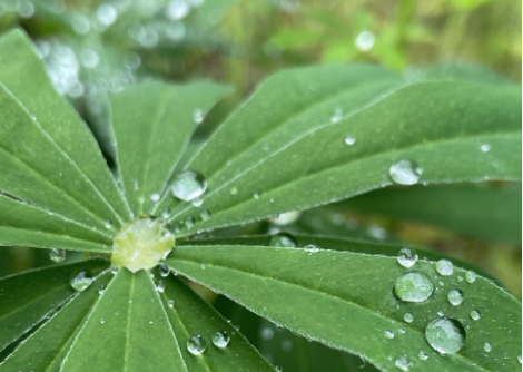 BC Reggio-Inspired Mathematics Project Newsletter: Spring 2025 - mailchi.mp/f911e77b51d1/b…