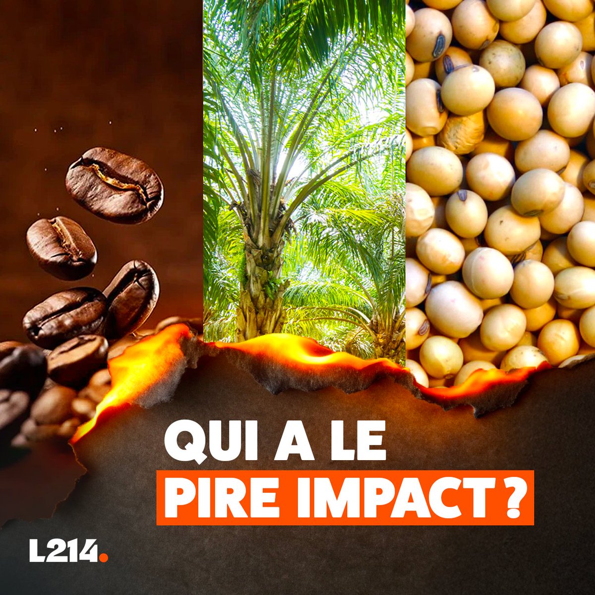 Quel est le produit importé ayant le pire impact environnemental parmi ces 3 là?

☕️ Le café?
🌴 l’huile de palme?
🫘 Le soja?

Réponse en thread 👇