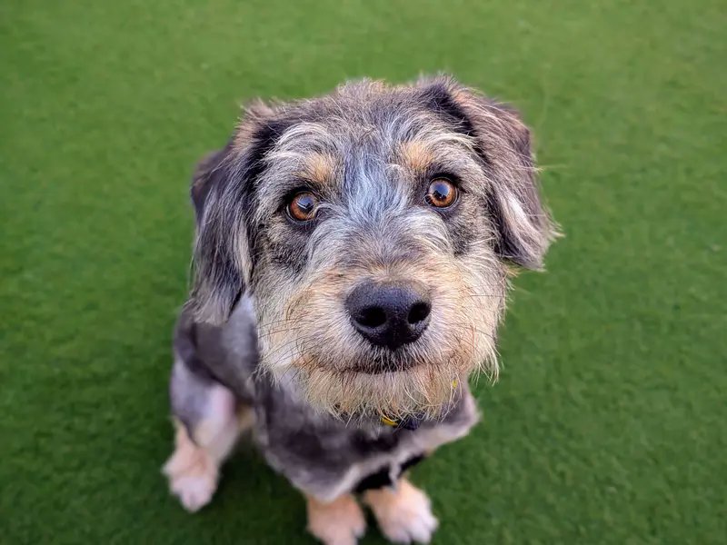 Warning: Clover may make your heart melt 🐶💛

[Image description: Welsh Collie Crossbreed sitting on the grass looking up at the camera. She has gorgeous brown eyes, a small black snoot and floppy ears.]