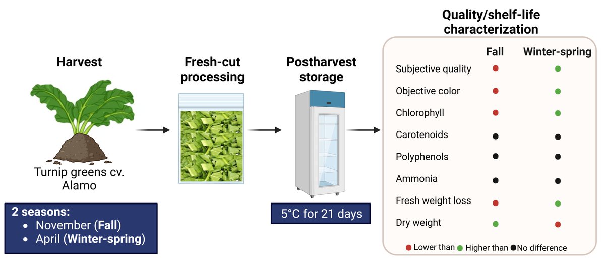 KarinAlbornoz3's tweet image. 🥬🔪Happy to share our latest article on the postharvest quality of fresh-cut turnip greens as influenced by growing season doi.org/10.1016/j.jspr…