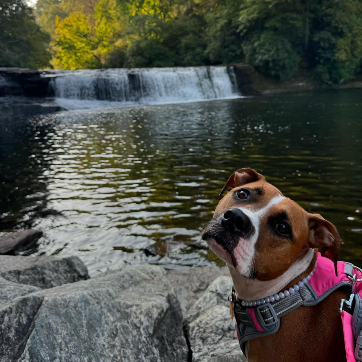 #WaterfallWednesday - Are you ready to enjoy #HookerFalls or one of our other 250 beautiful waterfalls like Agnes?  With this week's showers,  they are flowing nicely!  ⚠️Remember to always #BeWaterfallWise⚠️
📷 credit: @_swartzyy 
#WaterfallsOfInstagram #ExploreBrevard #DuPont