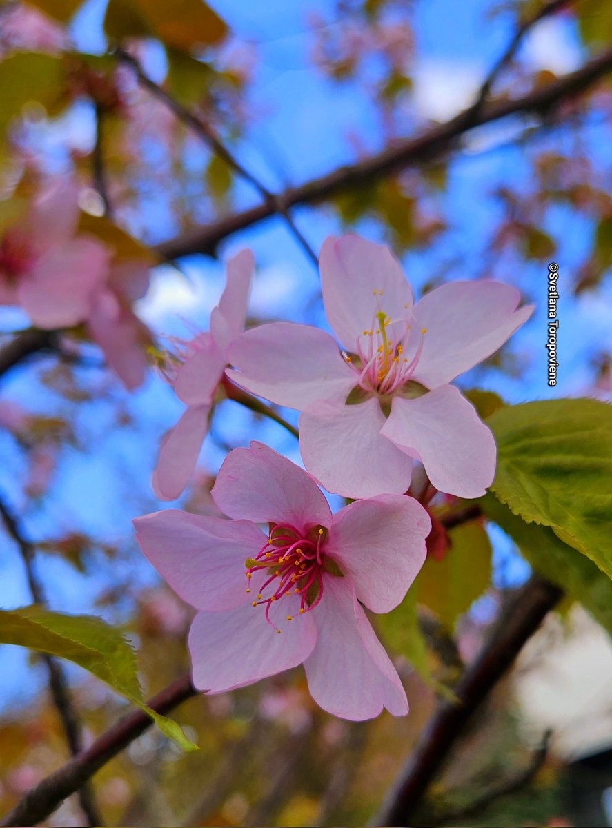 LanaToro21's tweet photo. #Photobyme #Mondayshots
#Lithuania #SakuraAlley
Let your Eyes see the Best,
let your Heart Forgive the Worst,
and let your Soul not lose Faith ❤️
#LanaToroXCrew #LanaToroVibes https://t.co/OBUKSCwiLh