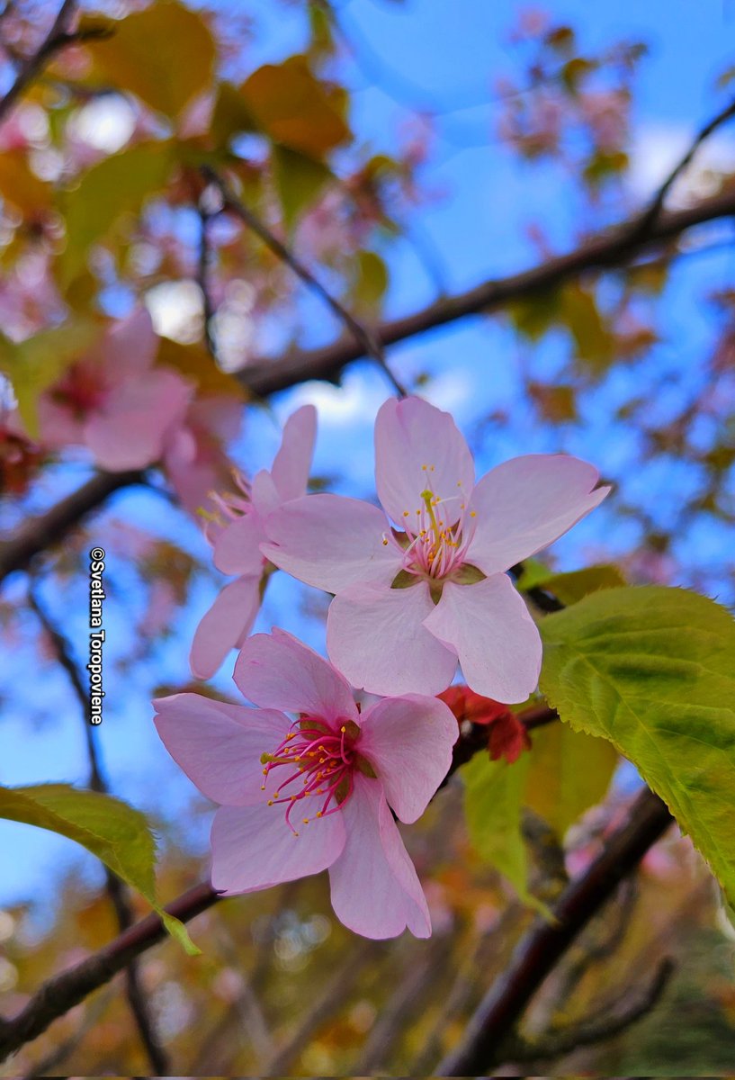 #Photobyme #Mondayshots 
#Lithuania #SakuraAlley 

Let your Eyes see the Best, 
let your Heart Forgive the Worst, 
and let your Soul not lose Faith ❤️

#LanaToroXCrew #LanaToroVibes