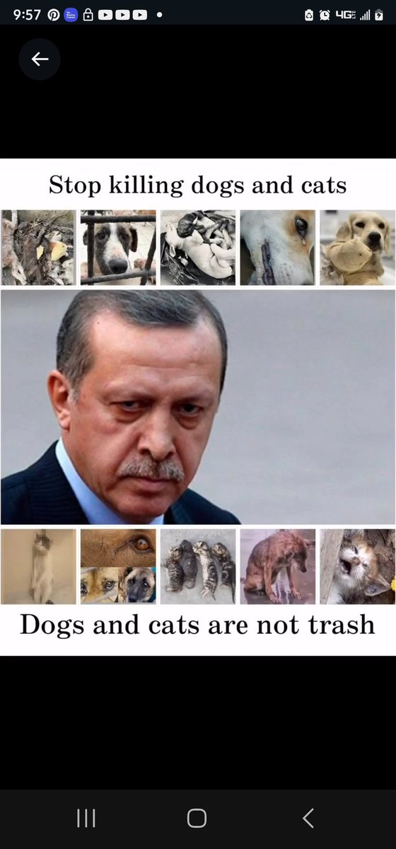 Instead of training helpful dogs for inevitable #earthquakes in #Turkey 🇹🇷, #Erdogan and his fanatics have been injecting anything into Turkish dogs and throwing dogs alive into any water while still allowing dog breeding and dogfighting!