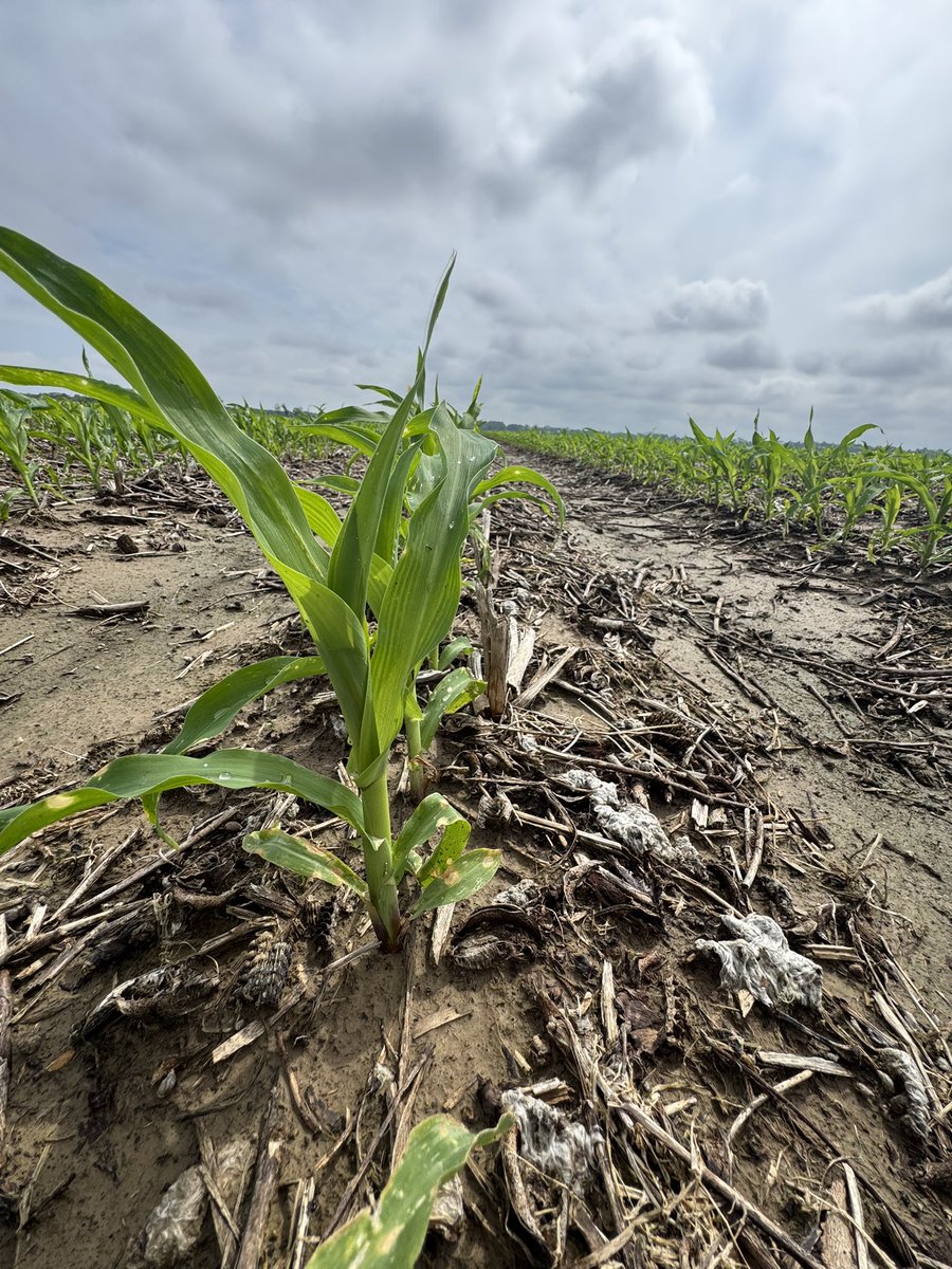 #notill 🌽 into shredded cotton stalks