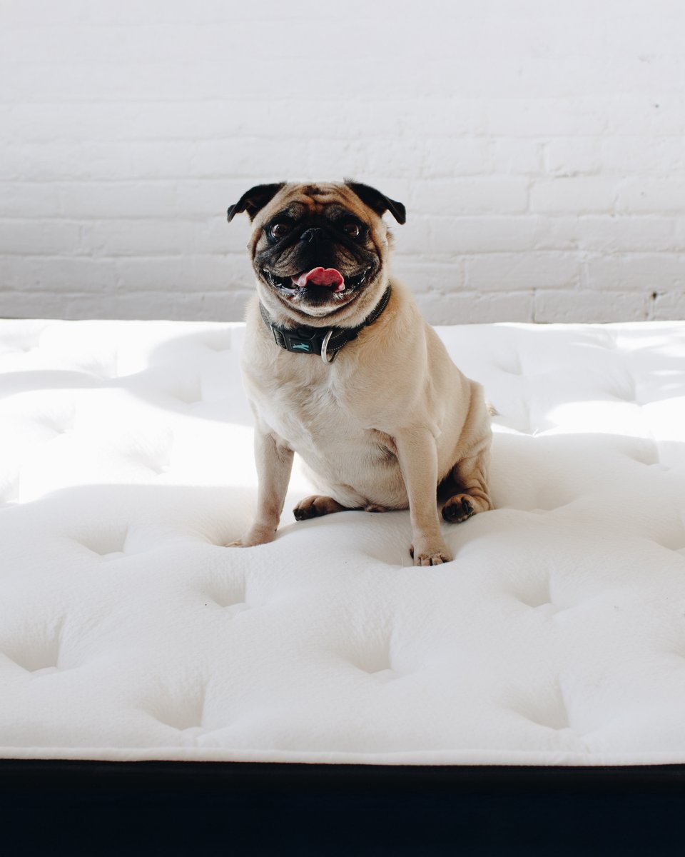 Sorry, spot’s taken. 🐶

#hamuq #hamuqsleep #hamuqmattress #canada #canadian #sleep #mattressinabox #hybridmattress