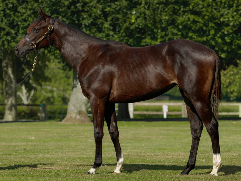 Monceaux homebred Moon Cloud proves best with a decisive maiden score today at Saint-Cloud.

The daughter of Wootton Bassett was bred in partnership w/ <a href="/LordshipStud/">Lordship Stud</a> &amp; sold to <a href="/dredvers/">David Redvers</a> at the <a href="/InfoArqana/">ARQANA</a> August Sale.

Congrats to the everyone <a href="/GraffardRacing/">𝐅𝐫𝐚𝐧𝐜𝐢𝐬-𝐇𝐞𝐧𝐫𝐢 𝐆𝐫𝐚𝐟𝐟𝐚𝐫𝐝</a> &amp; <a href="/Qatar_Racing/">Qatar Racing</a>