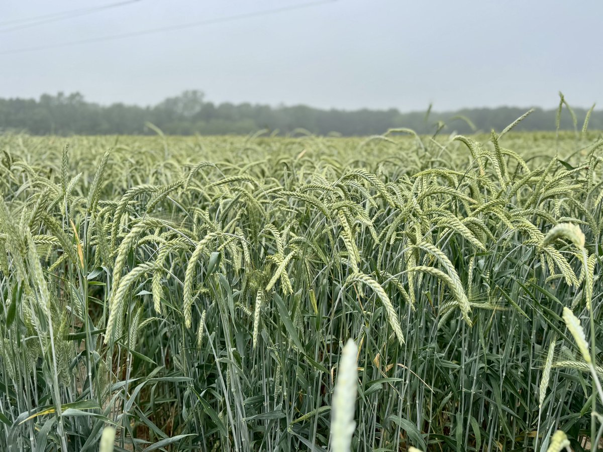 taraSmith_LCES's tweet image. Yesterday was a fantastic day in Franklin Parish at Wheat, Oat, and Cover Crop Field Day!