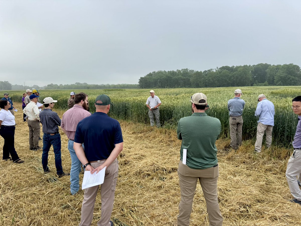 taraSmith_LCES's tweet image. Yesterday was a fantastic day in Franklin Parish at Wheat, Oat, and Cover Crop Field Day!