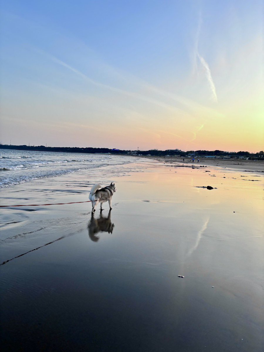 nonno0106's tweet image. ハスキーの背中×海×夕日×飛行機雲

よき。濡れた砂浜に反射してるのもよき。