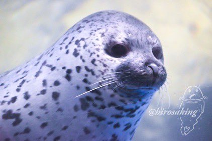 ココアち…お顔がっょぃ

#新江ノ島水族館
#ゴマフアザラシ
#えのすい