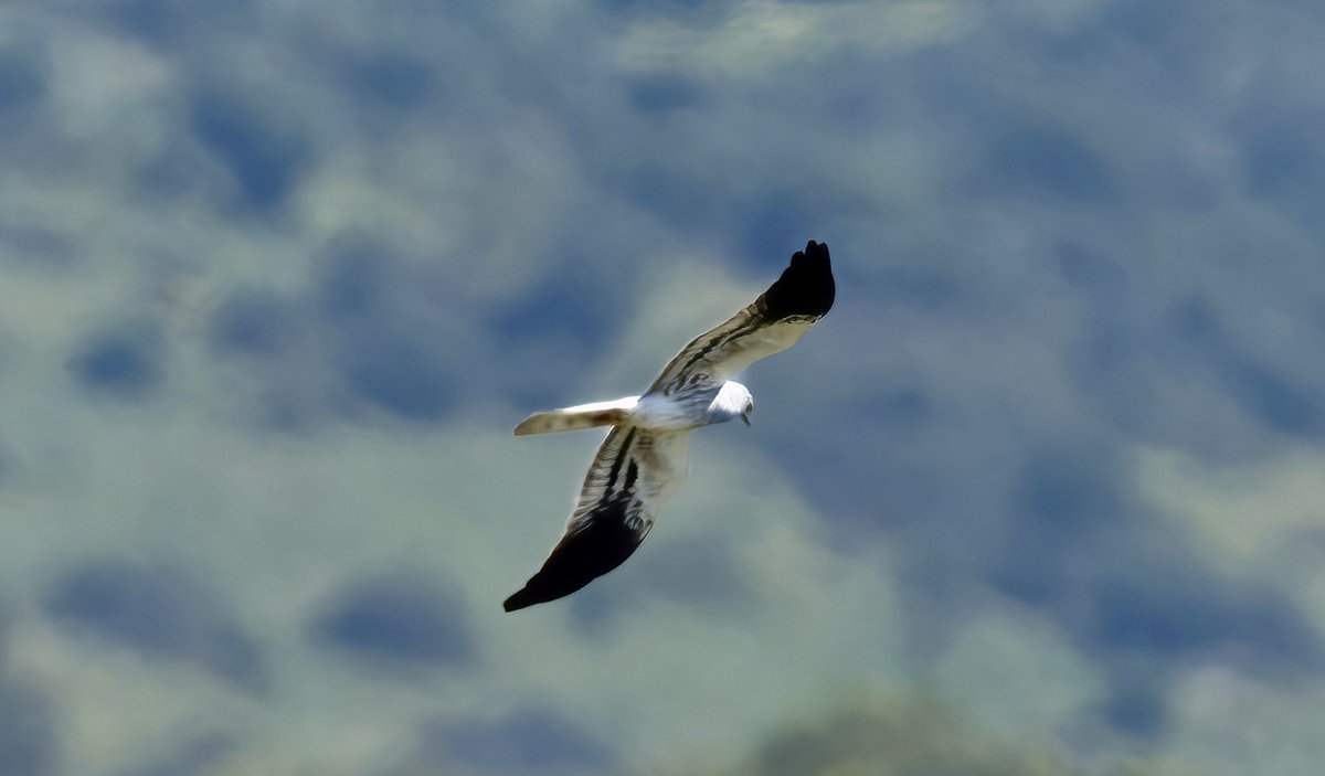 On the pseudo steppes around #Conil #Cadizprovince.  Stone Curlew, Montagu’s Harrier, many Calandra Lark and Skylark, distant Little Bustards, Collared Pratincole , 4 passing Golden Oriole, and surprise drop in Roller.  Such a great habitat.