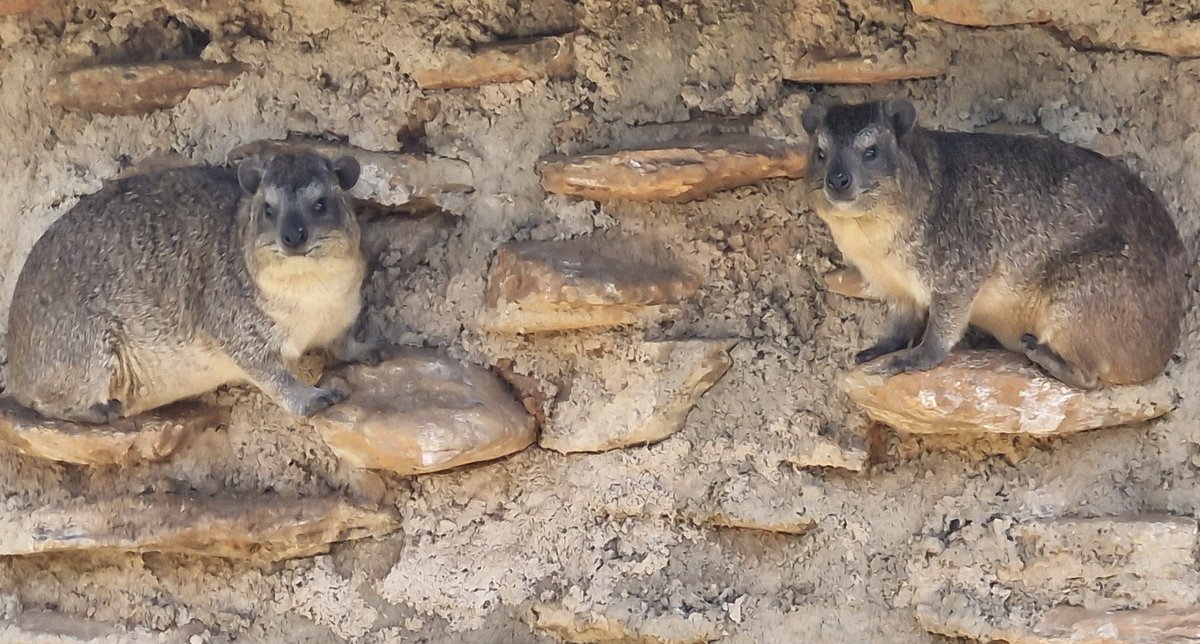 Matthew Shawkey tweet media