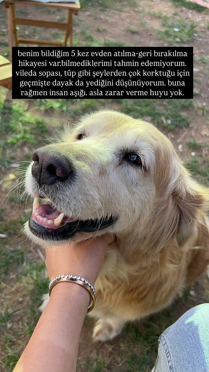 obliviateventus's tweet photo. kaju için ilk ilanım değil ama son olur umarım.
sağlığı şu an bulunduğu yerde iyi değil. ona bakabilecek ve gerçekten çok sevecek bi yuvaya ihtiyacı var. AYDIN
@pikacusarigot @berkozdemiirrr @liberteprime_ @minkominkom @esritesrotesra @lorpeynirii @asligsln @nesliko @omer_art17 https://t.co/vHeSDuHPVy