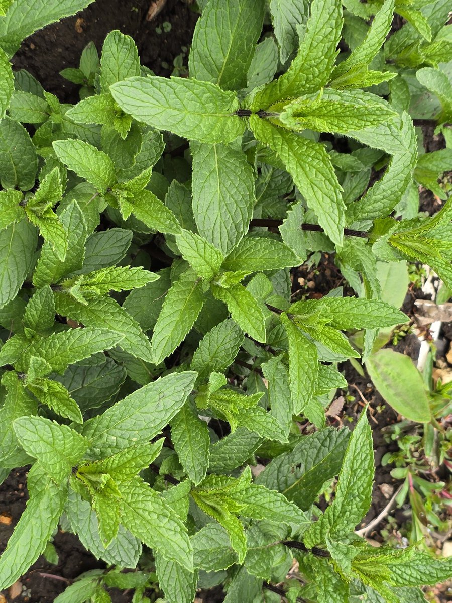 katerina7711's tweet photo. #Herbs and #mint at the #allotment growing well. #oregano #marjoram #applemint #spearmint #gardening #gyo https://t.co/CSYZL5kDYp
