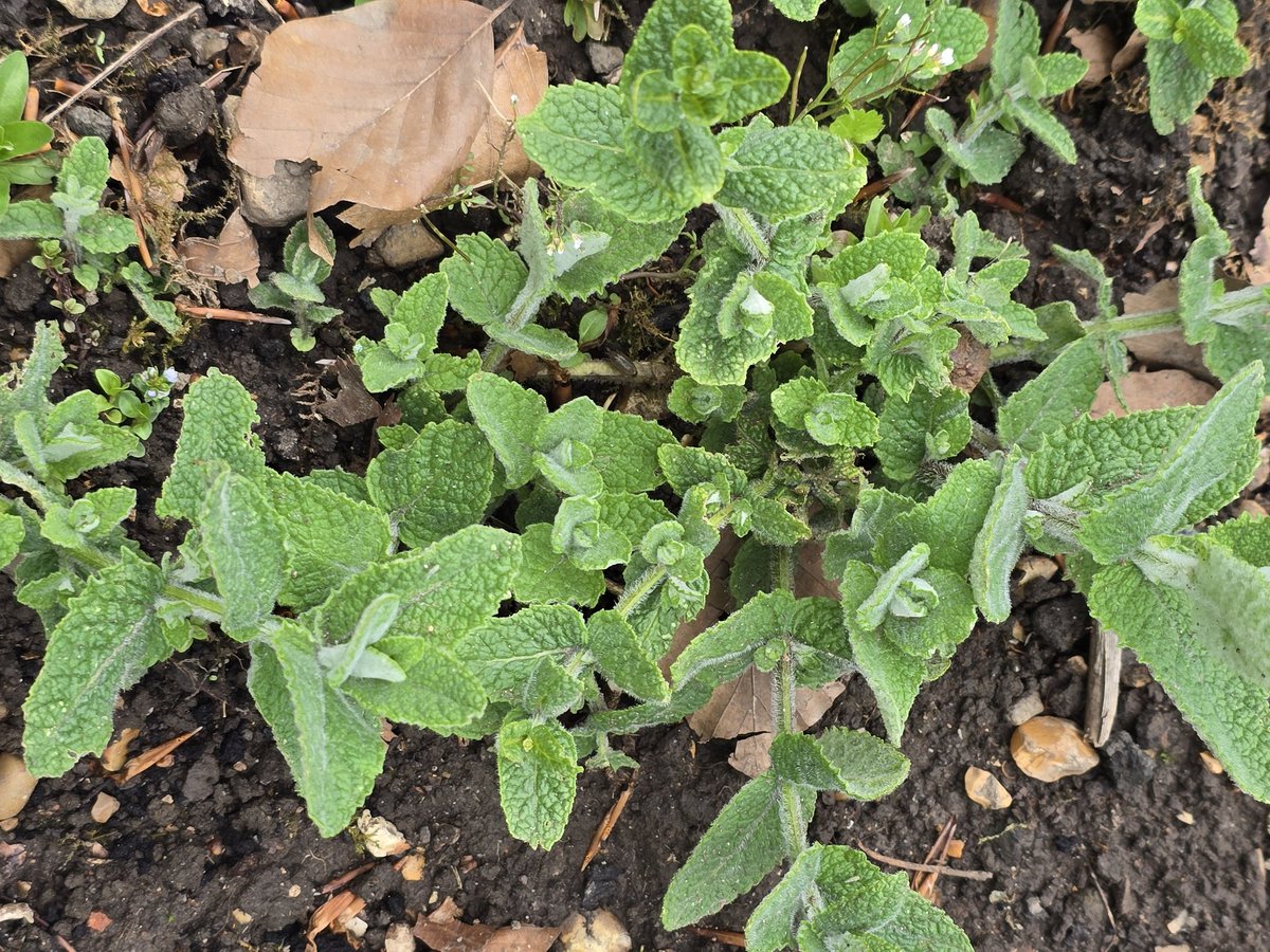 katerina7711's tweet photo. #Herbs and #mint at the #allotment growing well. #oregano #marjoram #applemint #spearmint #gardening #gyo https://t.co/CSYZL5kDYp