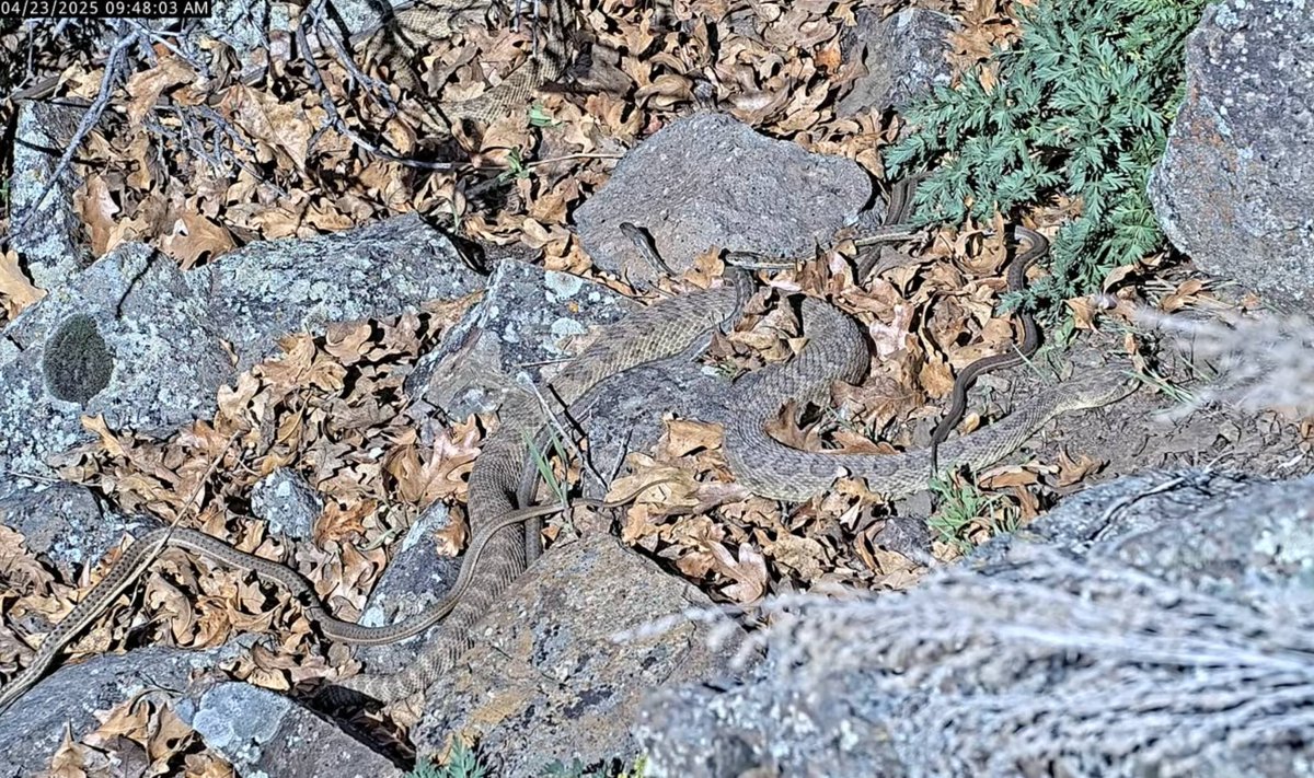 Catchin' the morning rays. Watch live at RattleCam.org

Hot tip: Extra computer monitors are a great way to keep an eye on the snakes all day long!