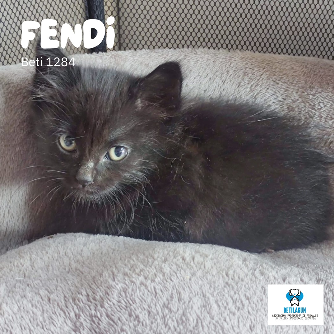 betilagun's tweet image. Todos son únicos, pero inicialmente va a costar distinguir a alguno de estos cuatro pequeños de Luko. Aún tienen miedo, pero es que no llevan ni dos días con nosotros. Eso sí, tiempo suficiente como para saber que comen de lo lindo.  689 15 29 18

#betilagun #protectoradeanimales