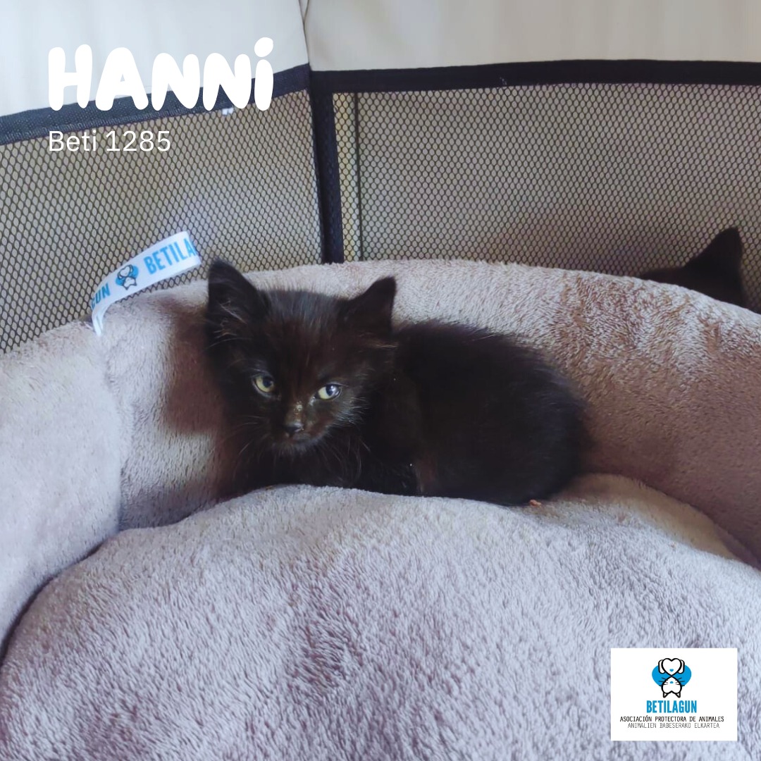 betilagun's tweet image. Todos son únicos, pero inicialmente va a costar distinguir a alguno de estos cuatro pequeños de Luko. Aún tienen miedo, pero es que no llevan ni dos días con nosotros. Eso sí, tiempo suficiente como para saber que comen de lo lindo.  689 15 29 18

#betilagun #protectoradeanimales