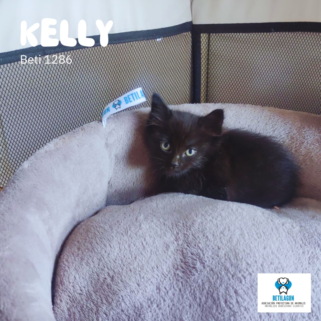 betilagun's tweet image. Todos son únicos, pero inicialmente va a costar distinguir a alguno de estos cuatro pequeños de Luko. Aún tienen miedo, pero es que no llevan ni dos días con nosotros. Eso sí, tiempo suficiente como para saber que comen de lo lindo.  689 15 29 18

#betilagun #protectoradeanimales