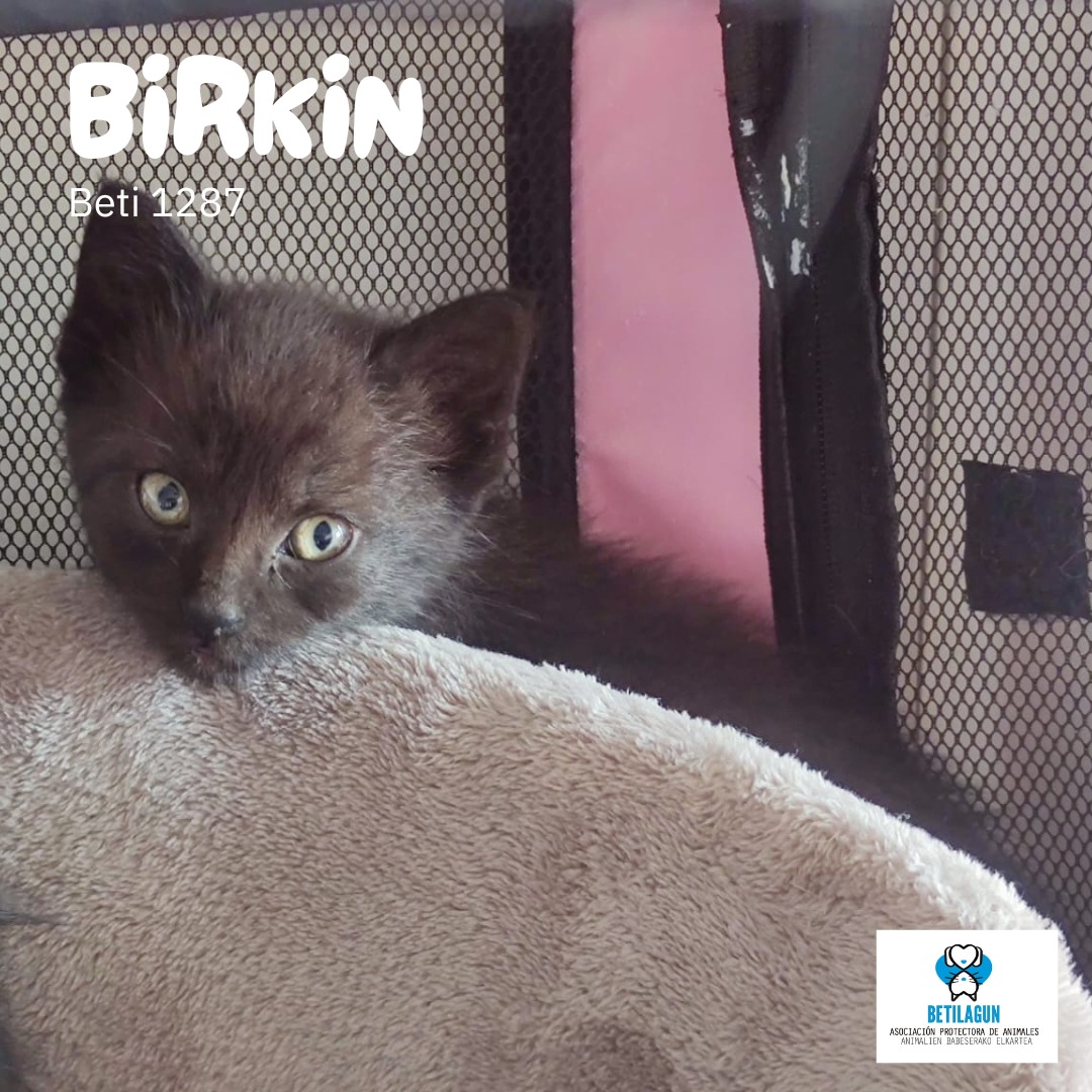 betilagun's tweet image. Todos son únicos, pero inicialmente va a costar distinguir a alguno de estos cuatro pequeños de Luko. Aún tienen miedo, pero es que no llevan ni dos días con nosotros. Eso sí, tiempo suficiente como para saber que comen de lo lindo.  689 15 29 18

#betilagun #protectoradeanimales