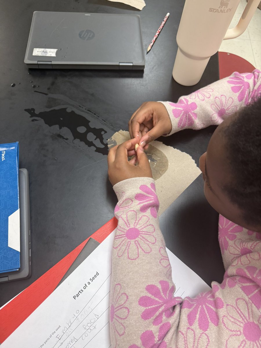 Ms. Coleman’s 4th grade class today dissected seeds!